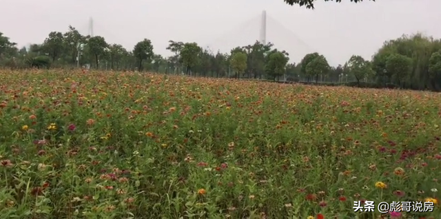 武汉买房指南：汉阳滨江国博段评测