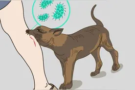 世界狂犬病日 | 狂犬病毒进入人体后，发生了什么？图片