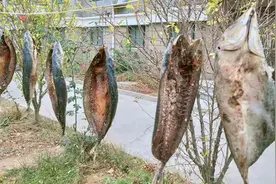 腌腊鱼，最忌讳直接晒，记住5要点，鱼肉紧实香味足，耐放不发霉图片