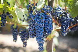 葡萄籽真的可以抗氧化吗？图片