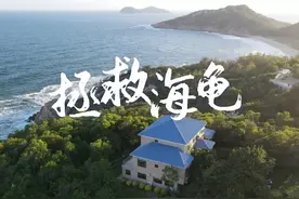 在国家级自然保护区拯救小海龟！记录世界濒危物种是如何人工繁殖的？图片