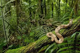 《Green Hell》：别样的热带丛林生存体验图片