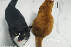 是不是公猫都容易得尿闭症？图片