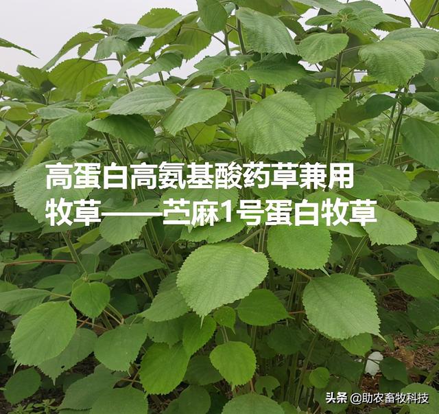 南方养猪种植什么牧草好？猪场为什么推荐种植牧草？