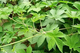 葎草别名蛇割藤、拉拉秧，常生于沟边、荒地，全草具倒钩刺图片