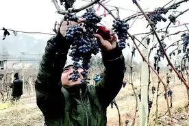 葡萄酿出“集安味”，名扬天下“冰红酒”图片