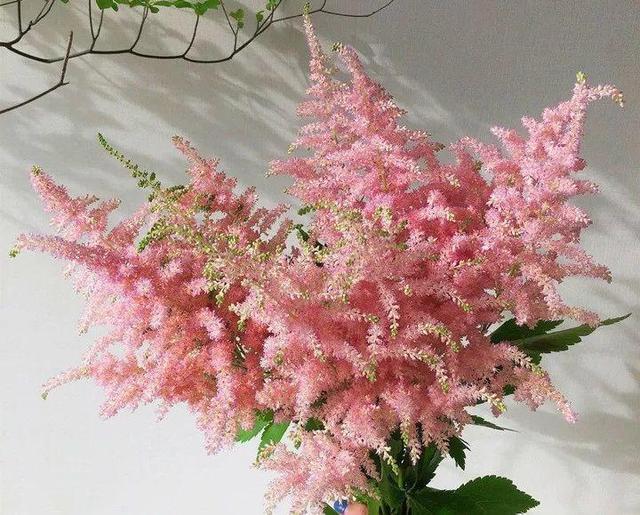 贝拉小蜜蜂草本身体乳