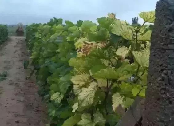 鏋滄爲鈥滅己閾佲€濇槸浠€涔堝師鍥犻€犳垚鐨勶紵50%鐨勬灉鍐滀笉娓呮