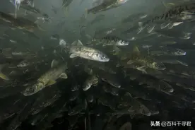 青海湖里只有一种鱼类吗？当然不是，除了湟鱼之外还有这些图片
