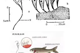 23种养鱼常见的寄生虫图鉴图片