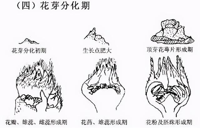 「氨基酸肥」深度解析，看看氨基酸在花芽分化上扮演什么重要角色