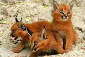 猫科动物中的天山童姥，方圆十里没有鸟类，狼见了也要绕道图片