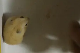 新手养仓鼠需要注意什么？图片