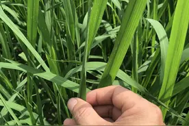 稻纵卷叶螟在什么时间施药防治效果好？飞蛾高峰期后7-10天图片