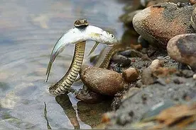 野钓到底如何避蛇？撒药真的管用？这几个方法才靠谱图片