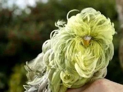 黄绿鱼鳞鹦鹉