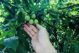 周末去哪浪？城郊三月李采摘游约起！图片