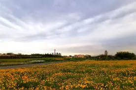 团建|成都周边的千亩花海，团建的不二选择！图片
