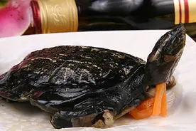 广西小伙养鳖再创业，年销100多万图片