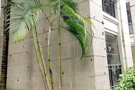 看好你的孩子，别碰也别吃！最近小区到处都是，携带大量细菌图片