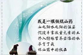一根温县铁棍山药的前生后世！图片