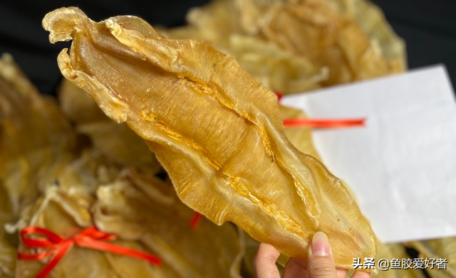 北海的花胶 2026年北海花胶是什么鱼种