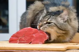 辟谣，猫咪喂食生肉后并不必频繁驱虫，需知前期冷冻处理才是关键图片