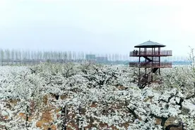 邯郸这里的花海美爆了，登上新华社！图片