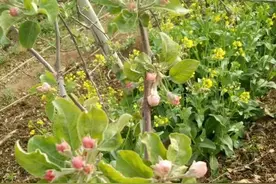 韩复海：花露红期用药必须注意的几个问题图片