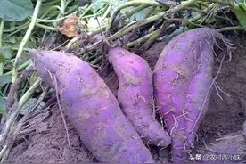紫薯要怎么种？紫薯的种植技术图片