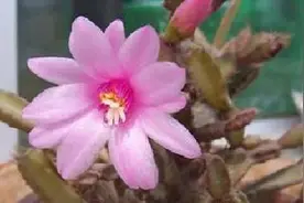 落花之舞怎么嫁接图片