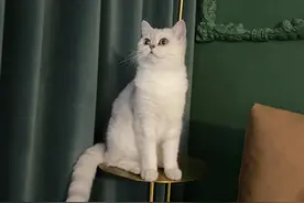 在快要抑郁的时候，我养了只小猫图片