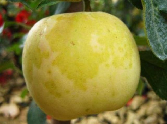 苹果进入采收期，要严防水心病的侵害，教你如何防治延长贮藏时间