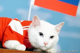 俄罗斯最著名的猫咪之一，出身皇室，预测世界杯胜负一战成名图片