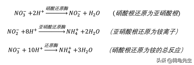 辟谣：水草不能代替硝化细菌处理鱼缸氨氮？其实水草除氨效果更好