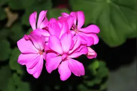 聊天这样结尾的男人，才是真的疼你图片