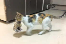 猫妈叼着娃冲入医院看“急诊”，医护把它包围着问诊，好有爱图片