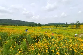 光谷小黄花or东西湖普罗旺斯？pick你最爱的夏日花海图片