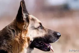灵犬小豹两次护主的故事，斗败藏獒，我童年最好的玩伴图片