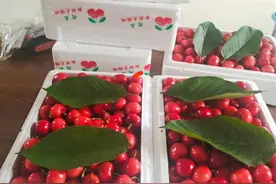 生鲜水果托运的烦恼图片