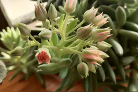 多肉出现“三芽点”，马上修剪掉，否则易萎蔫，甚至化成一滩水图片