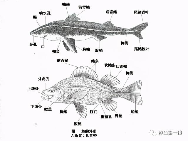 鱼鳞由什么组成