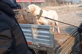 河南：不知被卖，拉布拉多跳上狗肉车，打开狗笼后，狗狗不停哀求图片