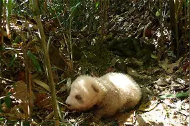 陕西发现一只新“神兽”，全球仅此一只，如今成为国宝中的国宝图片