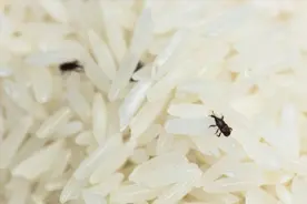 保存大米，不要随手乱放，多放1味料，不发霉不生虫，一年也不坏图片