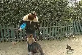 教你训练狗狗 怎么和有原则地和狗狗玩游戏图片