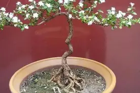 六月雪盆景，养护使用这些妙招，姿态撩人开花美图片