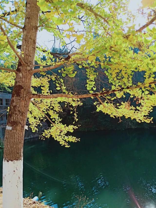 秋风吻尽银杏叶，艳遇醉美帽子峰