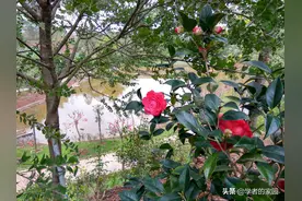 平远县曼陀山庄游春记图片