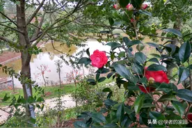 平远县曼陀山庄游春记图片